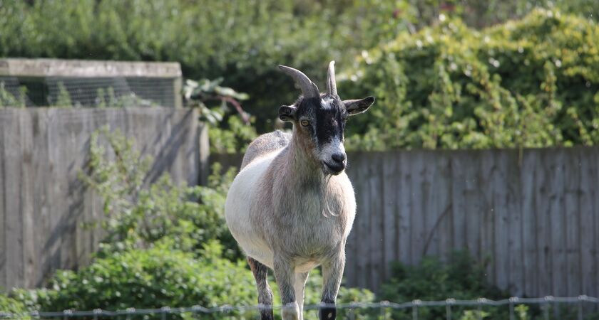 Growing Concern service The Goat next door